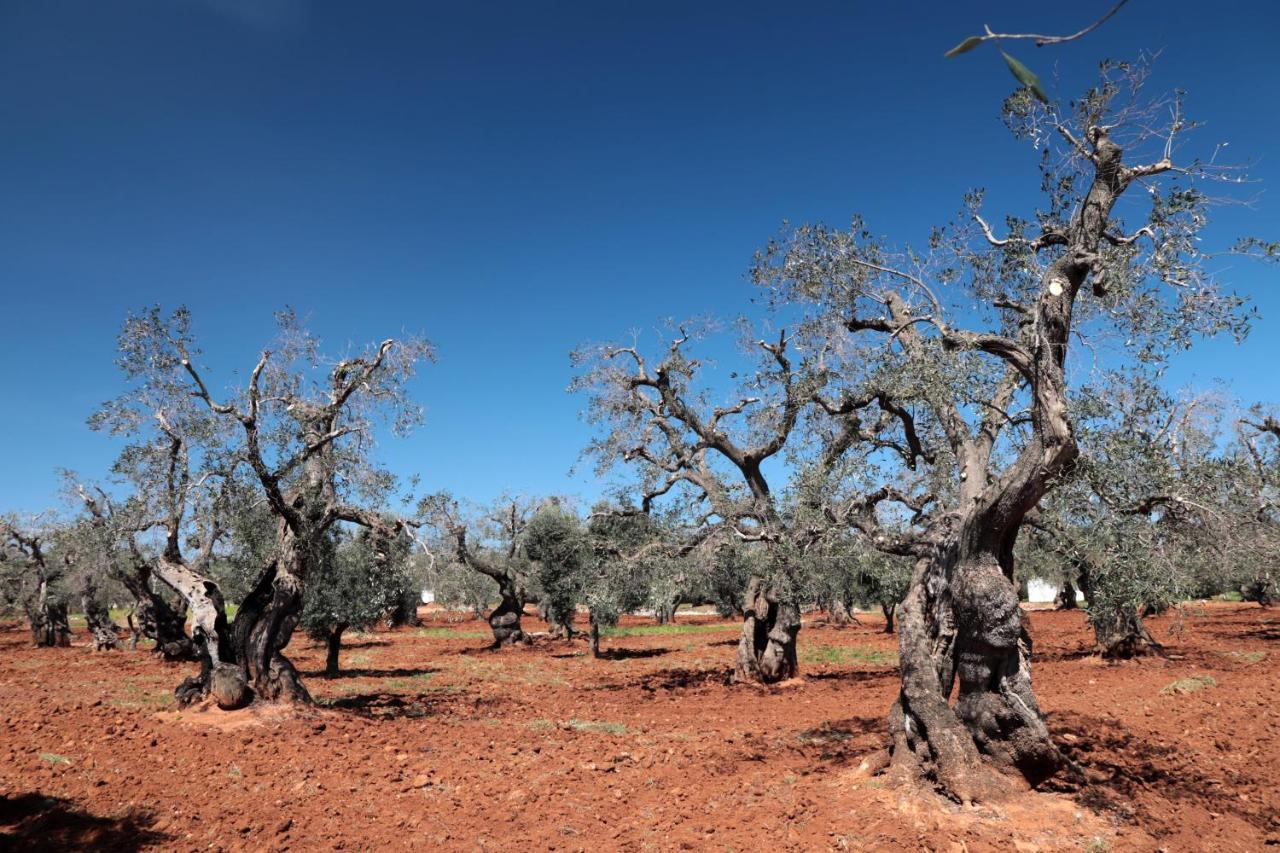 Masseria Conca D'Oro Ostuni Εξωτερικό φωτογραφία