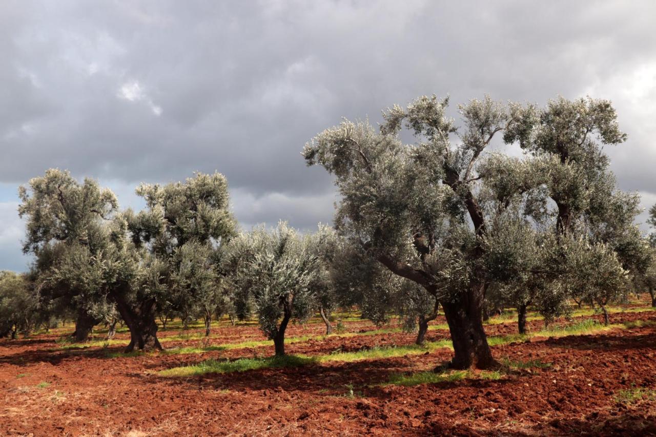 Masseria Conca D'Oro Ostuni Εξωτερικό φωτογραφία