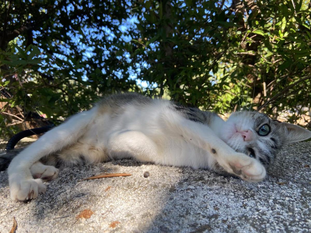 Masseria Conca D'Oro Ostuni Εξωτερικό φωτογραφία