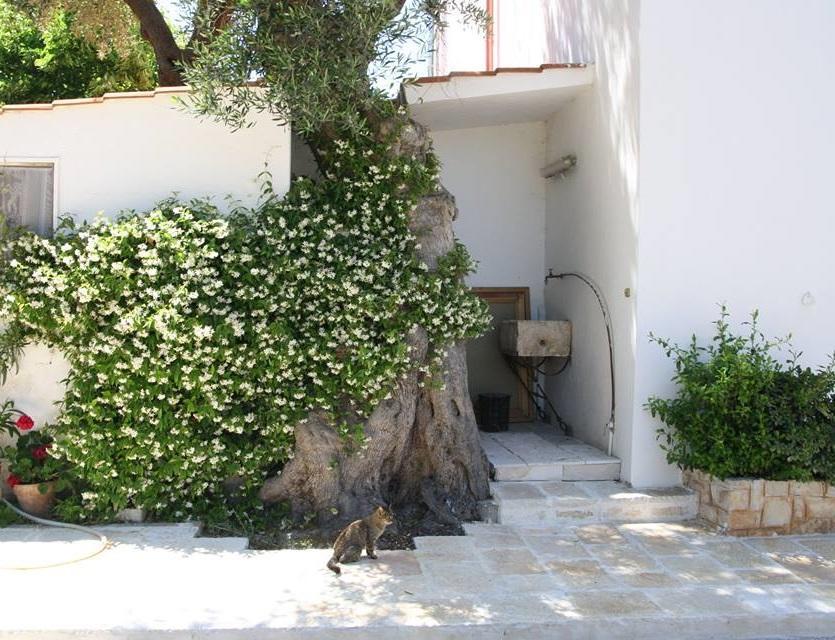 Masseria Conca D'Oro Ostuni Εξωτερικό φωτογραφία